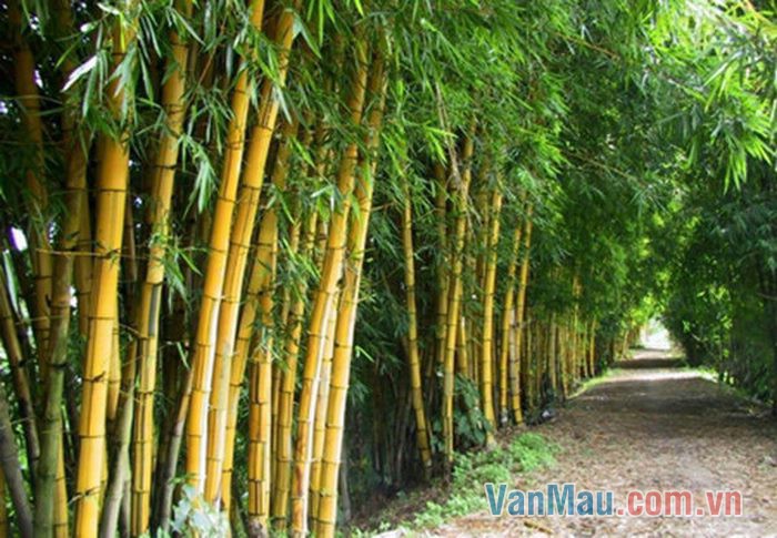 Bụi tre ngà ở đầu làng Bụi tre ngà ở đầu làng