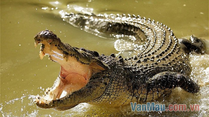 Cá sấu là loài bò sát khổng lồ