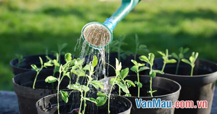 chăm sóc hàng cây hè phố mới trồng