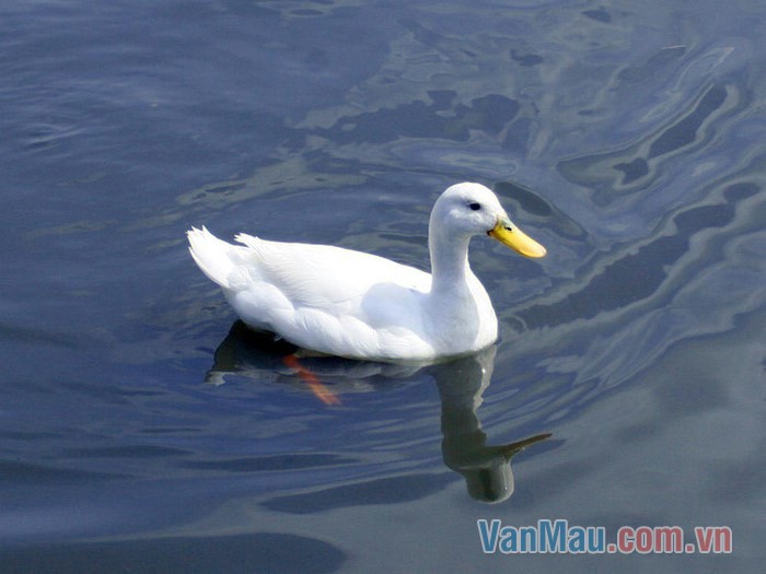 Chiều nào chú lạch bạch đi qua sân Chiều nào chú lạch bạch đi qua sân
