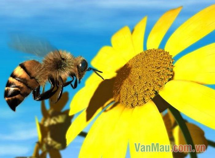 Con ong bay đi khắp nơi kiếm phấn hoa