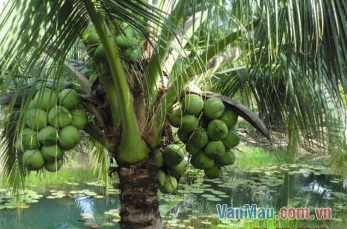 Dừa là cây thuộc họ cau