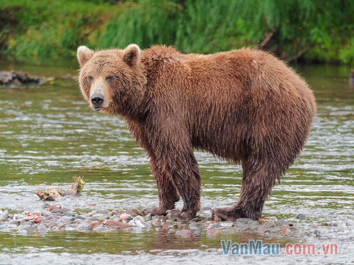 Gấu nâu có thân hình to và khỏe mạnh
