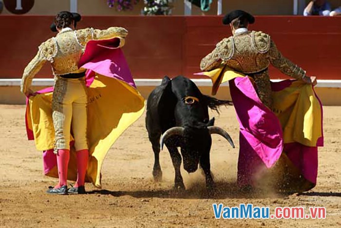Kể về hội đấu bò ở Tây Ban Nha
