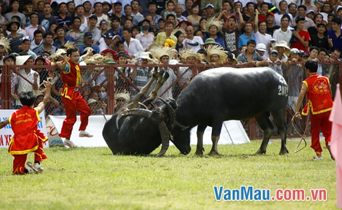 Kể về lễ hội chọi trâu Đồ Sơn, Hải Phòng