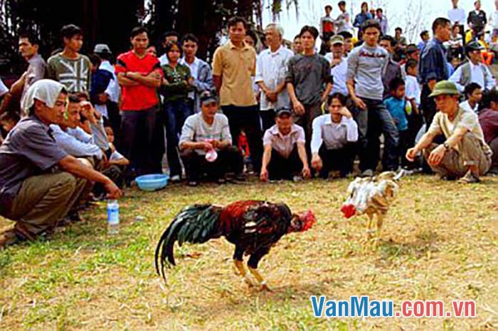 Kể về trò chọi gà trong ngày hội Kể về trò chọi gà trong ngày hội