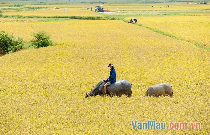 Màu vàng của cánh đồng lúa chín