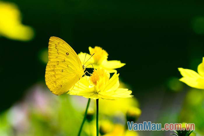 Chú bướm vàng đang bay rập rờn trên những cánh hoa nhìn thật đẹp