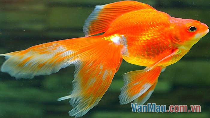 Chú cá vàng bơi lội tung tăng trong bể nước Chú cá vàng bơi lội tung tăng trong bể nước