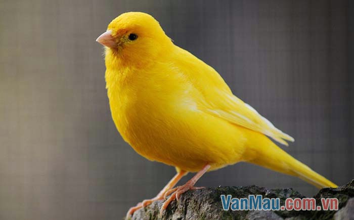 Chim Nghệ Ngực Vàng – Common iora | Vietnam Wildlife