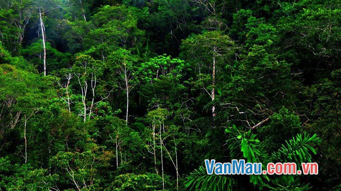 rừng lá phổi xanh của con người có vai trò rất quan trọng để duy trì sự sống