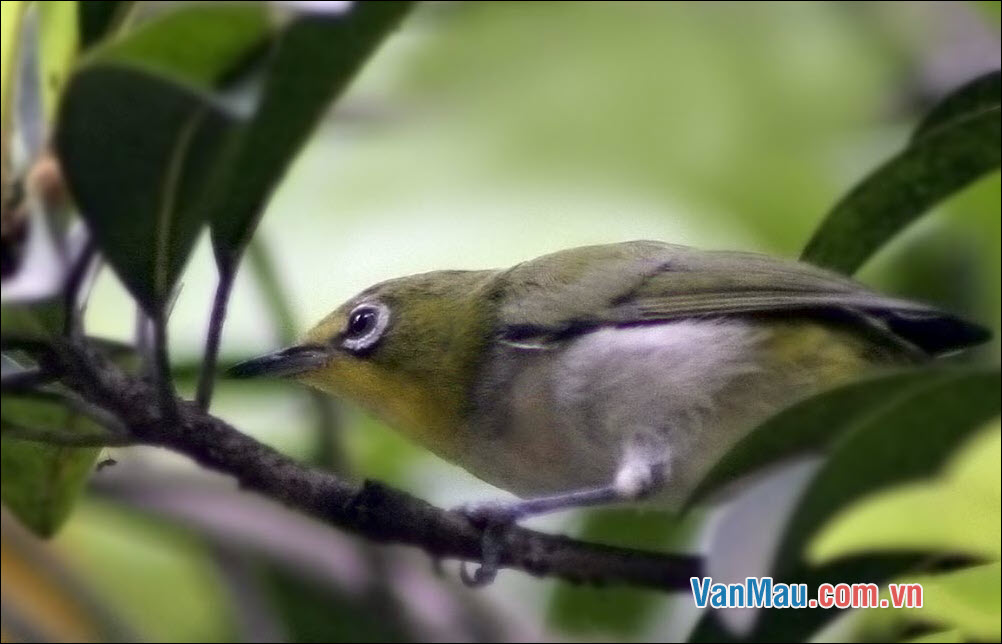 Phát hiện một số loài chim quý hiếm ở Phong Nha - Kẻ Bàng - Quảng Bình  Travel