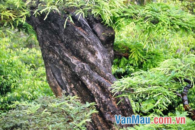 Tả gốc me tây - cây me mà em rất thích Tả gốc me tây - cây me mà em rất thích