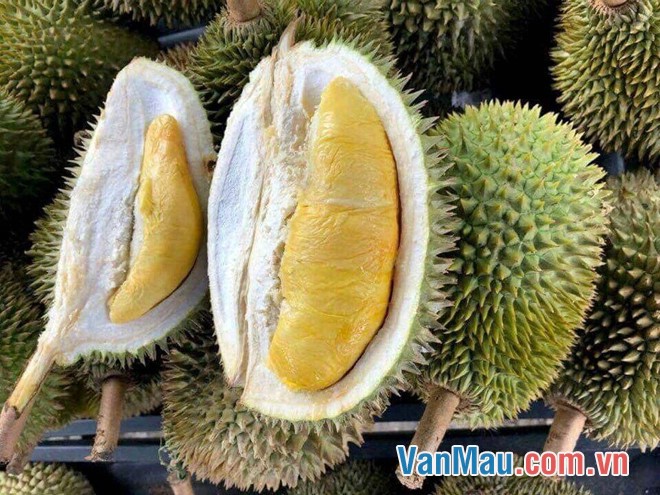 Sầu riêng Sầu riêng