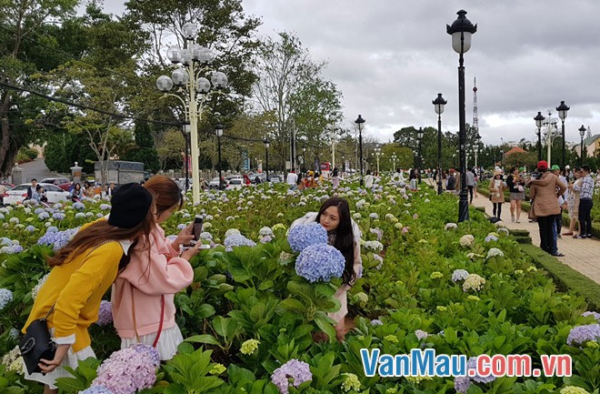 Khách đến ngắm hoa tại Đà Lạt Khách đến ngắm hoa tại Đà Lạt