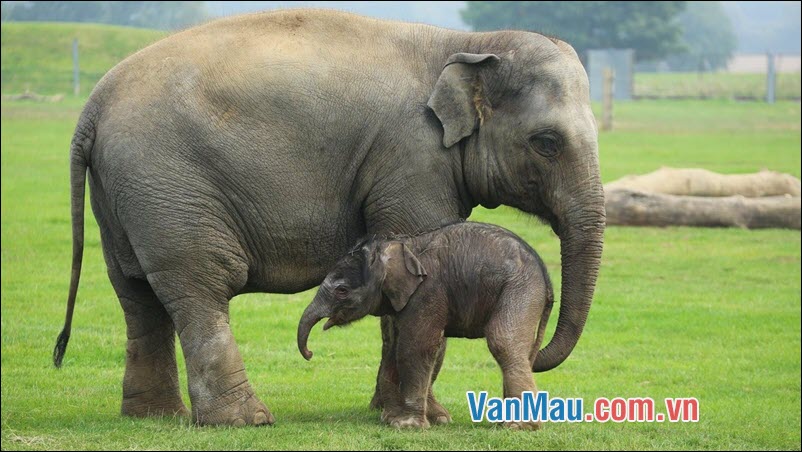 Em có dịp được quan sát con voi trong vườn bách thú Hãy tả lại chú voỉ đáng yêu đó