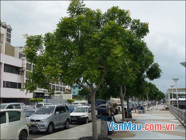 cây xà cừ
