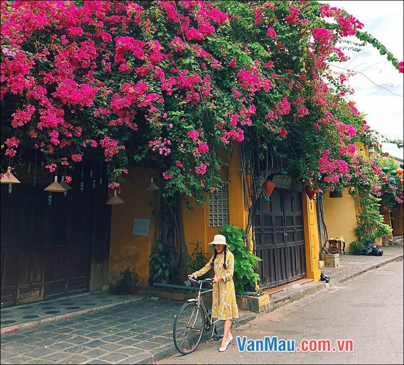 Hãy tả lại một giàn hoa mà nhà em trồng hoặc em có dịp quan sát