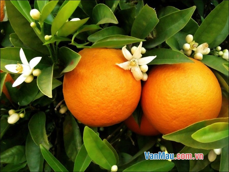 Hãy tả tại một cây cam đang ra quả chín mà nhà em trồng hoặc em có dịp được quan sát